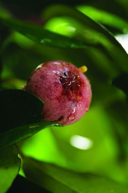 mangosteen-fruit3.jpg